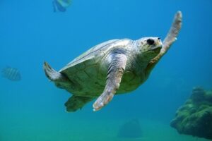 turtle sea S