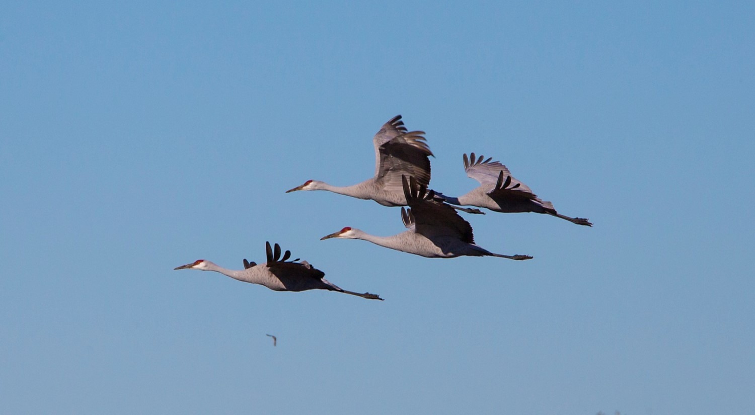 US | USFWS Takes Actions Impacting Migratory Bird Treaty Act - Red On