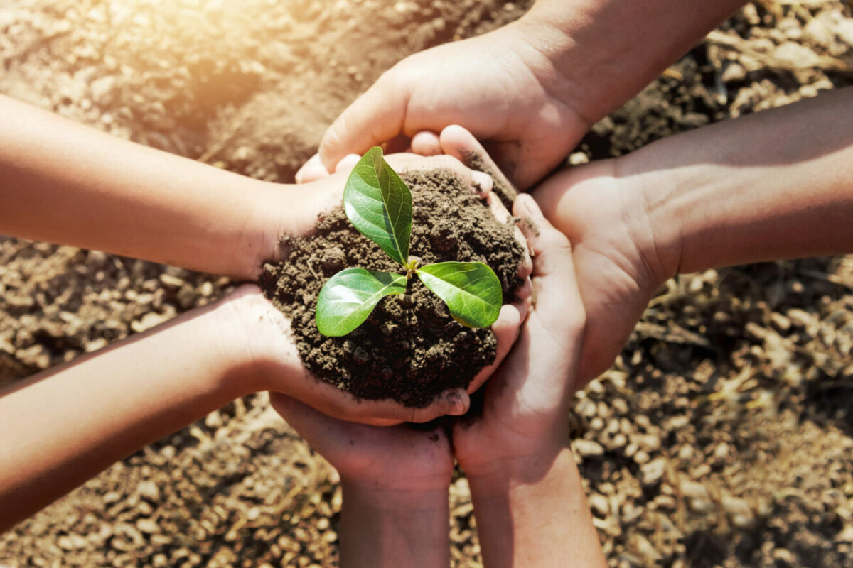 two hand helping planting young tree for save world